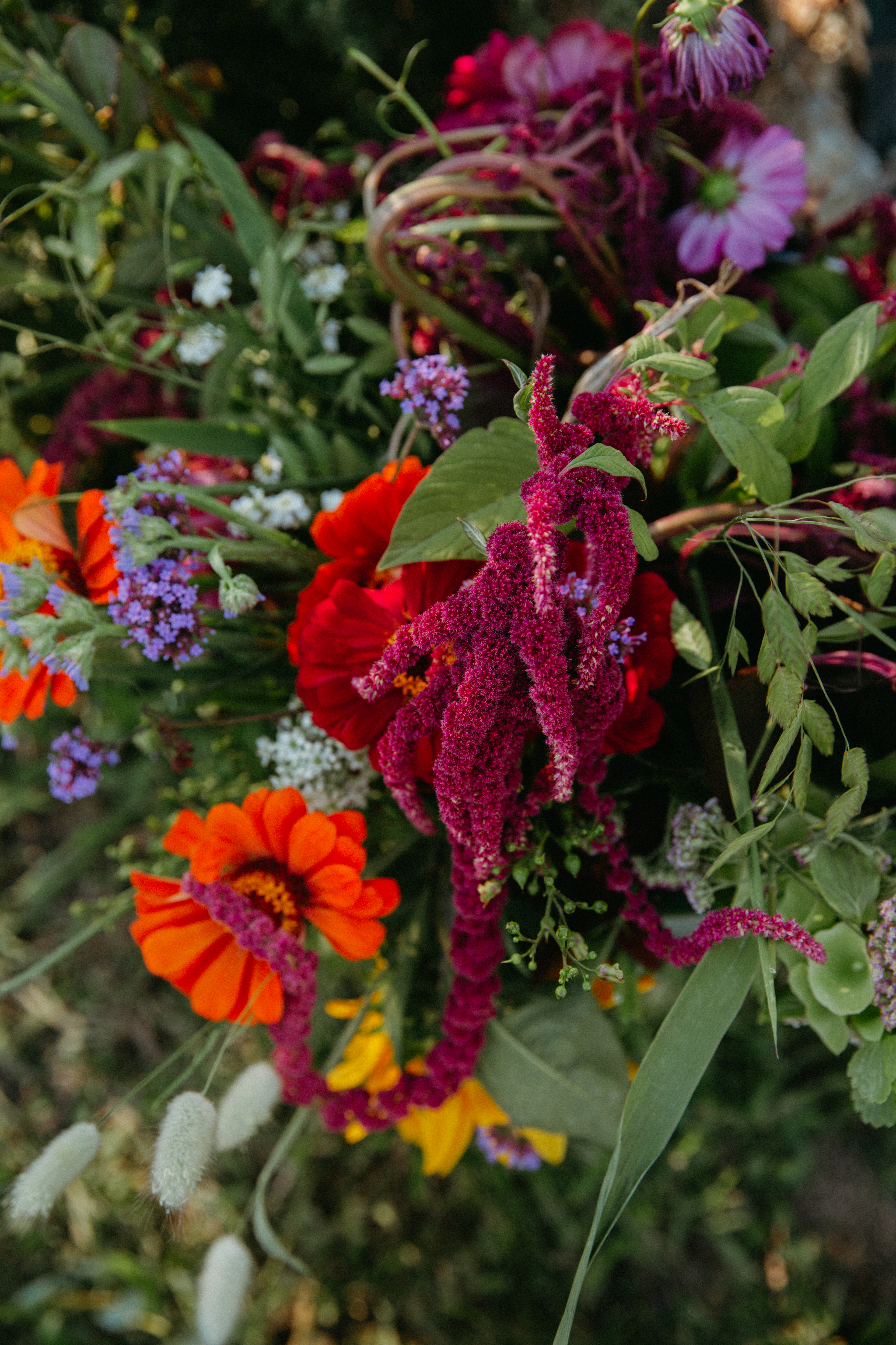 Zinnia and amaranth